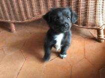 FANNY
