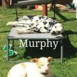 MURFY