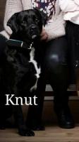 KNUT