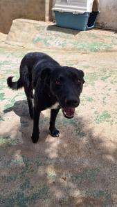 Así afecta a tu mascota las olas de calor extremo!!!! Así afecta a tu mascota las olas de calor extremo!!!!