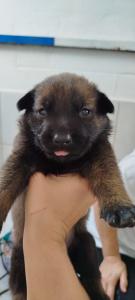 Venta ilegal de cachorros: cuando los perros se convierten en mercancía!!!! Venta ilegal de cachorros: cuando los perros se convierten en mercancía!!!!